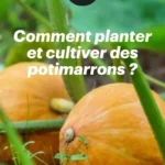 comment planter et cultiver des potimarrons 2026 07 23 094315 683x1024 1
