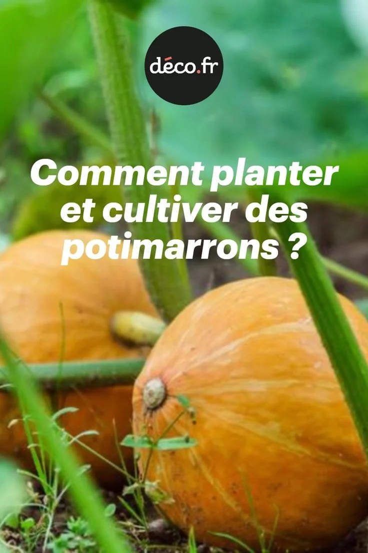 Femme plantant des potimarrons dans son jardin
