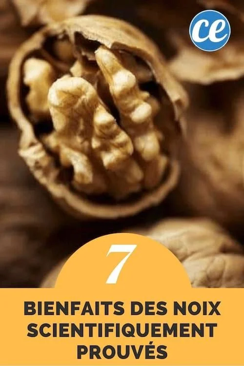Les bienfaits des noix pour la santé, faciles à intégrer dans votre alimentation.